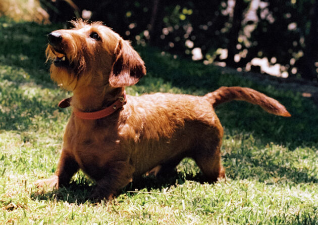 How to Keep Your Dog Comfortable During Allergy Season