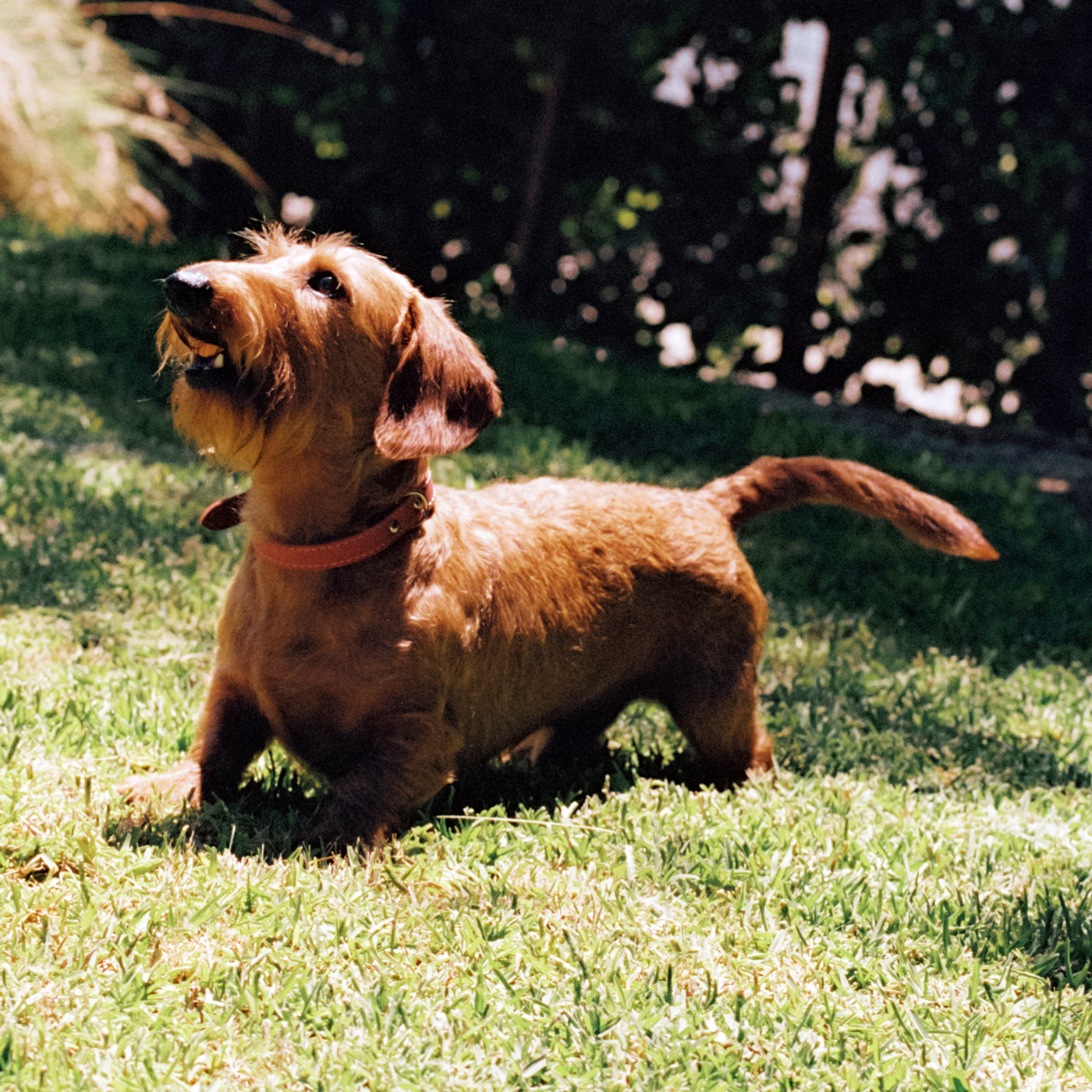 How to Keep Your Dog Comfortable During Allergy Season